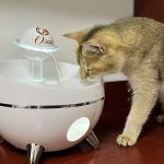 Cat drinking water photo 03