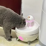 Cat drinking water photo 07