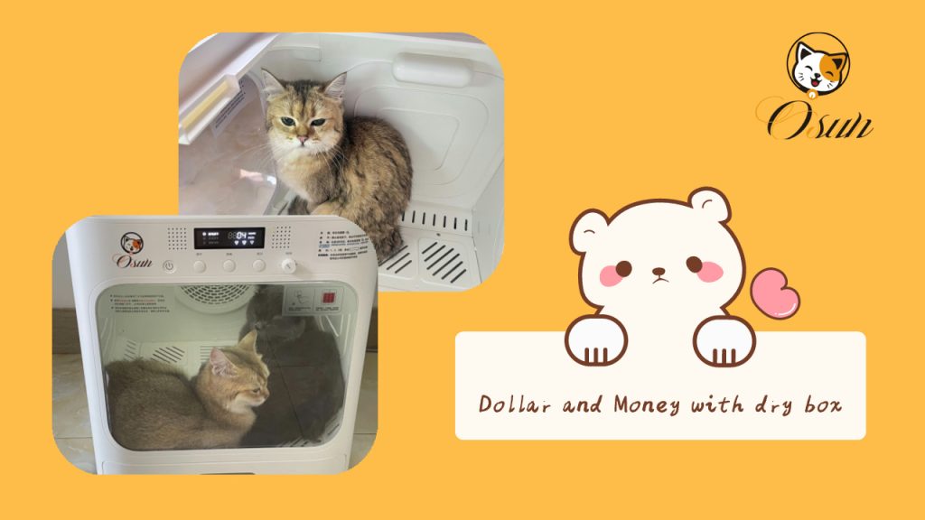 Dollar and money in Pet Hair Dryer Box